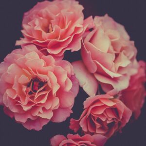 roses, pink, flower wallpaper, flowers, pink roses, pink flowers, petals, pink petals, bloom, flower background, nature, blossom, beautiful flowers, flora, plants, iphone wallpaper, rose wallpaper