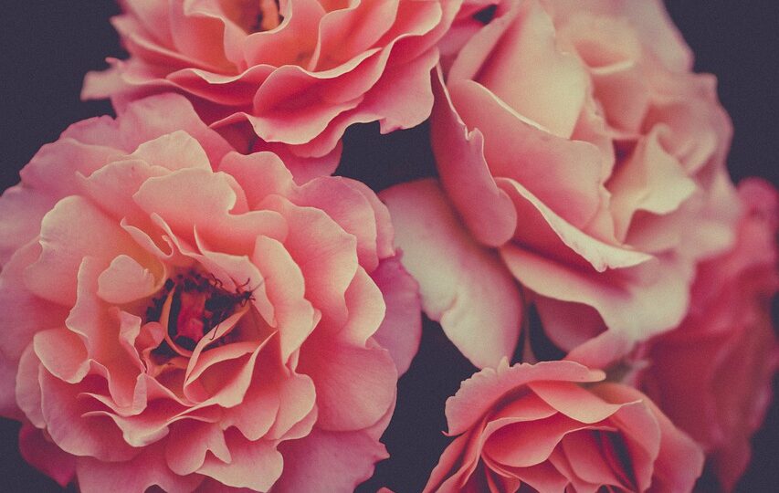 roses, pink, flower wallpaper, flowers, pink roses, pink flowers, petals, pink petals, bloom, flower background, nature, blossom, beautiful flowers, flora, plants, iphone wallpaper, rose wallpaper