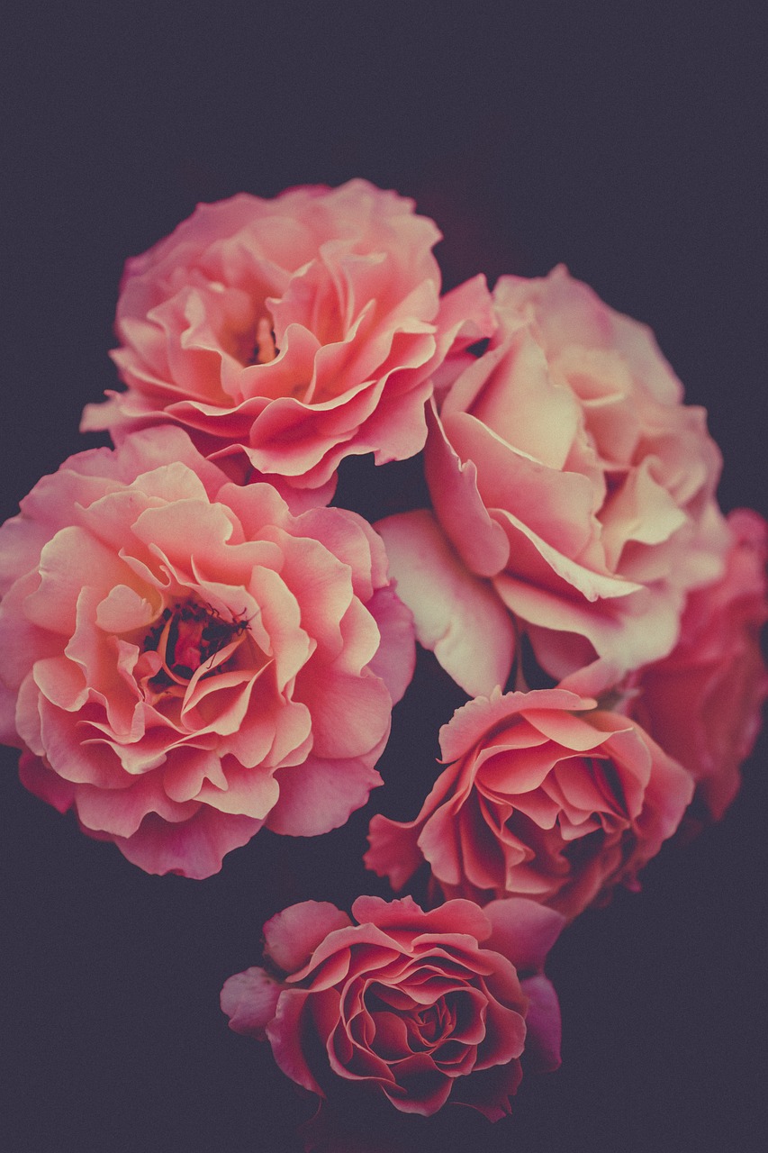 roses, pink, flower wallpaper, flowers, pink roses, pink flowers, petals, pink petals, bloom, flower background, nature, blossom, beautiful flowers, flora, plants, iphone wallpaper, rose wallpaper