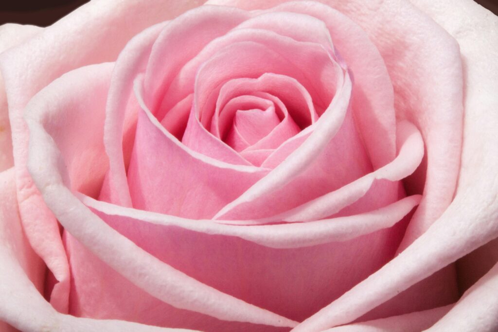 rose-composites-flowers-spring-54323-54323 Květinové parfémy a vůně jsou nejoblíbenější
