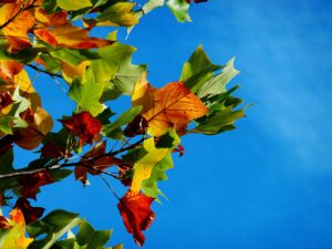 Zemité tóny podzimu. Barvy, které připomínají přírodu, klid a podzimní procházky lesem. Colorful autumn leaves on a tree branch with a bright blue sky background.