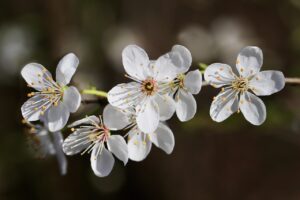 cherry plum, blossom, flowering branch, cherry blossom, cherry plum blossom, prunus cerasifera, petals, cherry plum tree, spring awakening, early bloomer, nature, spring, blossoms, white flowers, branch, cherry plum, cherry blossom, cherry blossom, cherry blossom, cherry blossom, cherry blossom, nature, spring, spring, white flowers