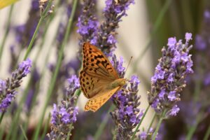 A beautiful butterfly rests on lavender flowers in Pays de la Loire, France. Krásný motýl odpočívá na květech levandule v Pays de la Loire ve Francii.