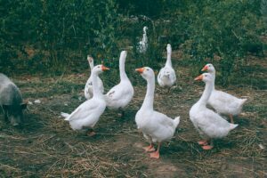 Gaggle of white geese and black pig walking near green bushes in countryside Hejno bílých hus a černé prase kráčející poblíž zelených keřů na venkově