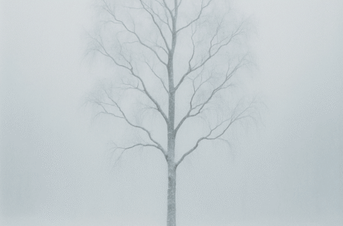 Osamělá bříza v zimní mlze, jemná tichá krajina bez lidí.
