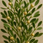 Jmelí je kouzelná zimní rostlina. Roste vysoko, léčí jemně a chrání silně. Patří do vánočních příběhů – i do našich životů.