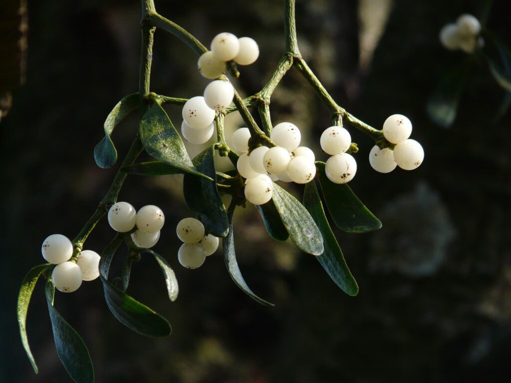 mistletoe berries, mistletoe, green, plant, nature, parasitic, viscum, sandalwood, santalaceae, half parasite, evergreen, summer green, flora, tree, tree plant