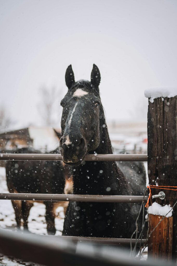 Black horse standing at a snowy farm fence during winter snowfall.