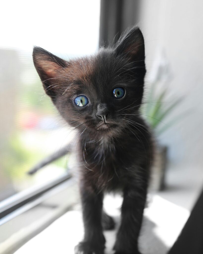 Close-up of a curious black kitten with blue eyes peering from a window sill. Zatímco my se radujeme z barev na obloze, pro naše domácí mazlíčky s jejich citlivým sluchem i pro divoké ptáky, kteří v noci nevidí a v panice z hluku narážejí do překážek, jsou rachejtle často osudné.