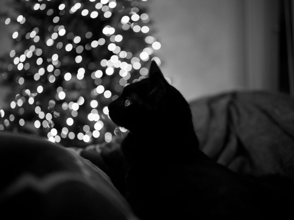 Artistic black and white photo of a cat silhouetted against festive holiday lights.