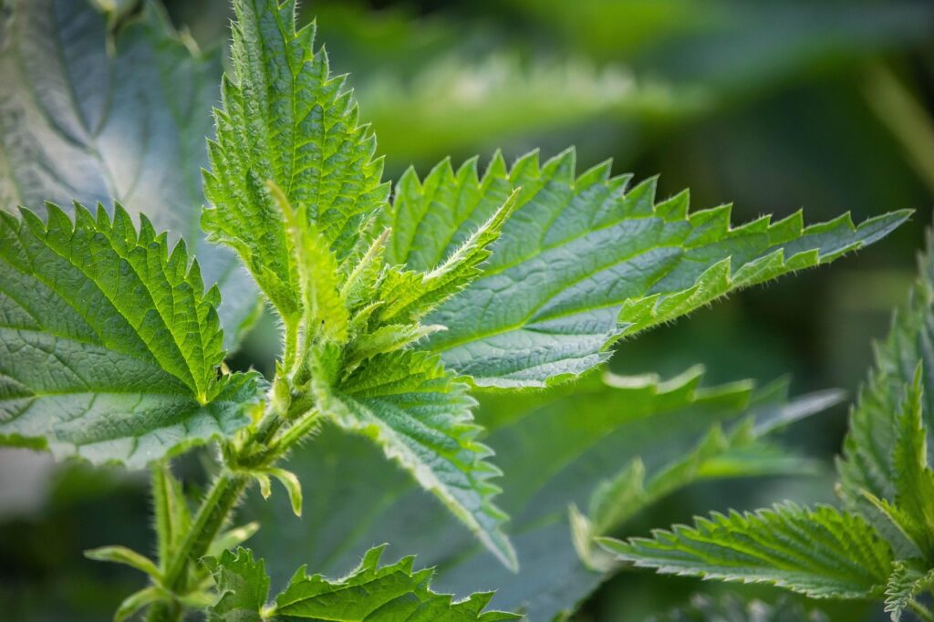 stinging nettle, nettle, plant, burn, nature, botany, herb, medicinal herb, medicinal plant, naturopathy, herbal medicine, green, leaf, nettle leaf, meadow, green leaf, green medicine, green leaves, stinging nettle, stinging nettle, stinging nettle, stinging nettle, stinging nettle, nettle, nettle, nettle