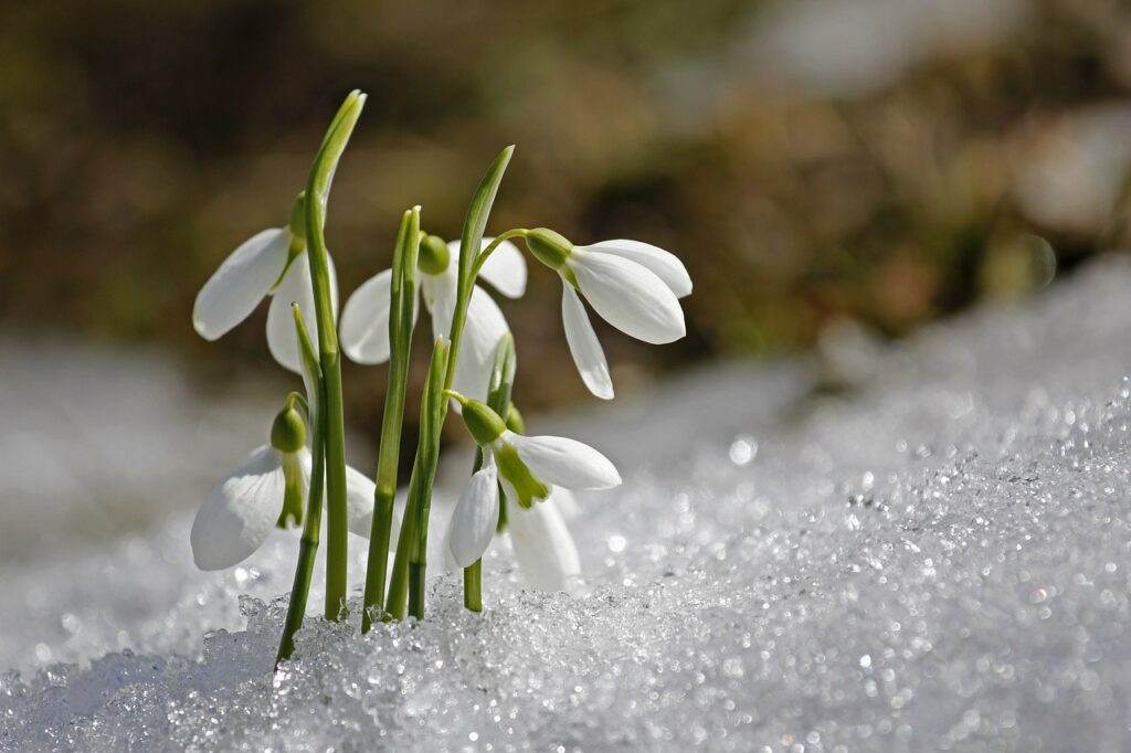 spring, flower background, nature, snowdrop, flower wallpaper, beautiful flowers, flower
