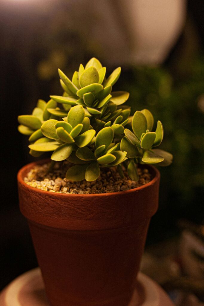 Detailed image of Crassula Ovata succulent in a clay pot with warm lighting.