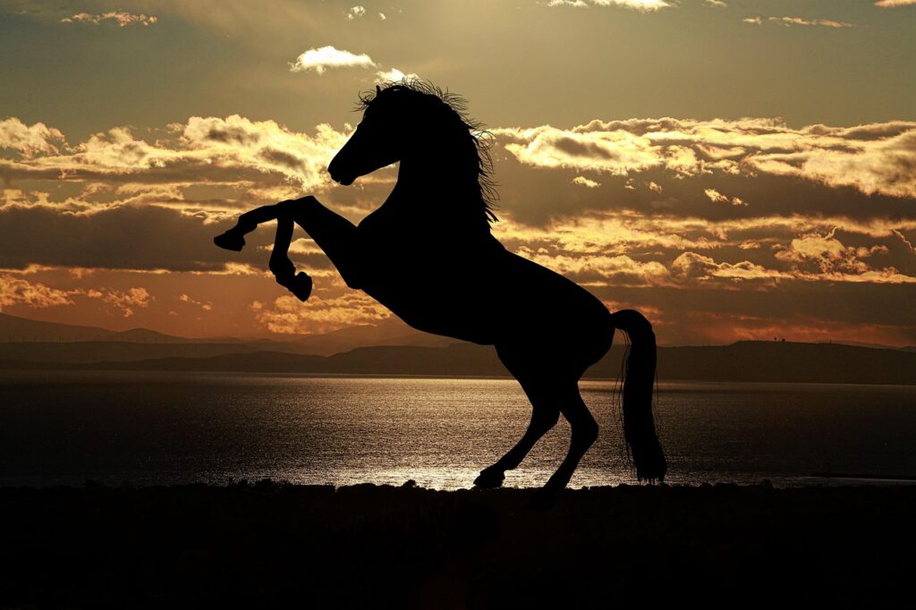 horse, sunset, nature, silhouette, horse silhouette, mane, stallion, equine, sea, animal, backlighting, animal world