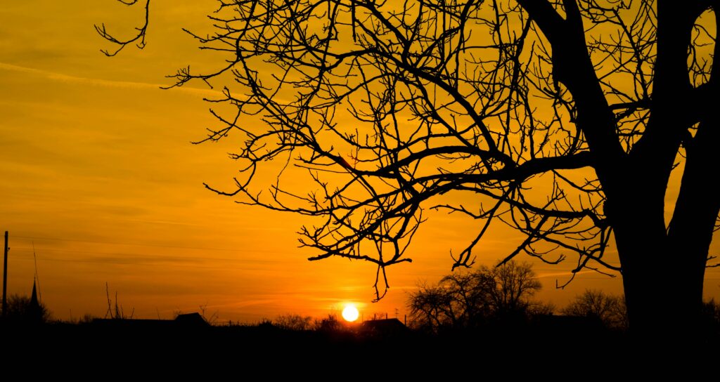 Silhouette of tree branches against a vibrant orange sunset sky in Jezerane, Croatia.