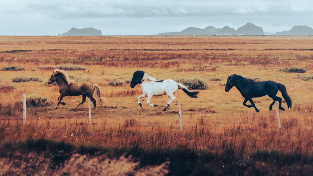 Icelandic horses galloping across the vivid autumn landscape of Iceland.