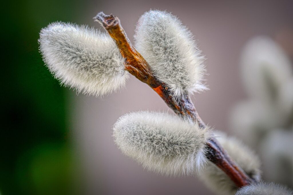 willow catkin, branch, palm sunday, spring, grazing greenhouse, close up, nature, kitten, furry, spring awakening, blossom kitten, allergy, hairy, seeds, fluffy, palm sunday, palm sunday, palm sunday, palm sunday, palm sunday