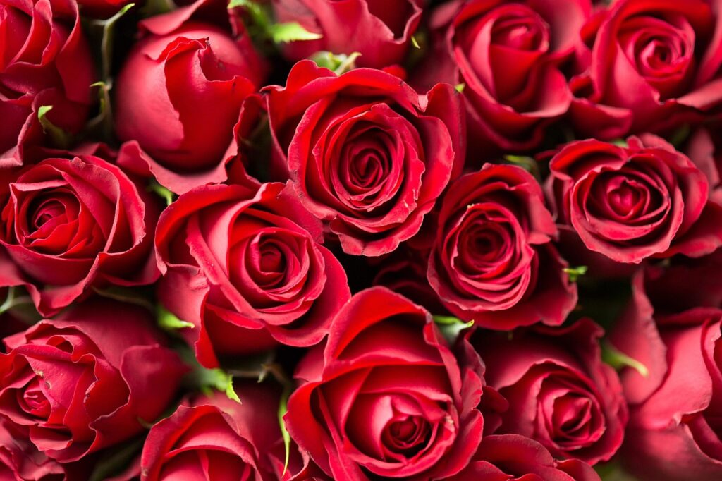 red, roses, flowers, petals, red roses, beautiful flowers, bed of roses, bunch, bunch of flowers, bunch of roses, nature, bloom, flower wallpaper, blossom, flora, rose bloom, rose petals, red petals, bouquet, flower background, rose bouquet, close up, rose wallpaper