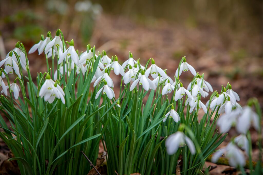 Spring Equinox, Spring, Jarní rovnodennost, Jaro, Frühlings-Tagundnachtgleiche, Frühling, Beautiful snowdrops in bloom with white petals in a serene English woodland setting.