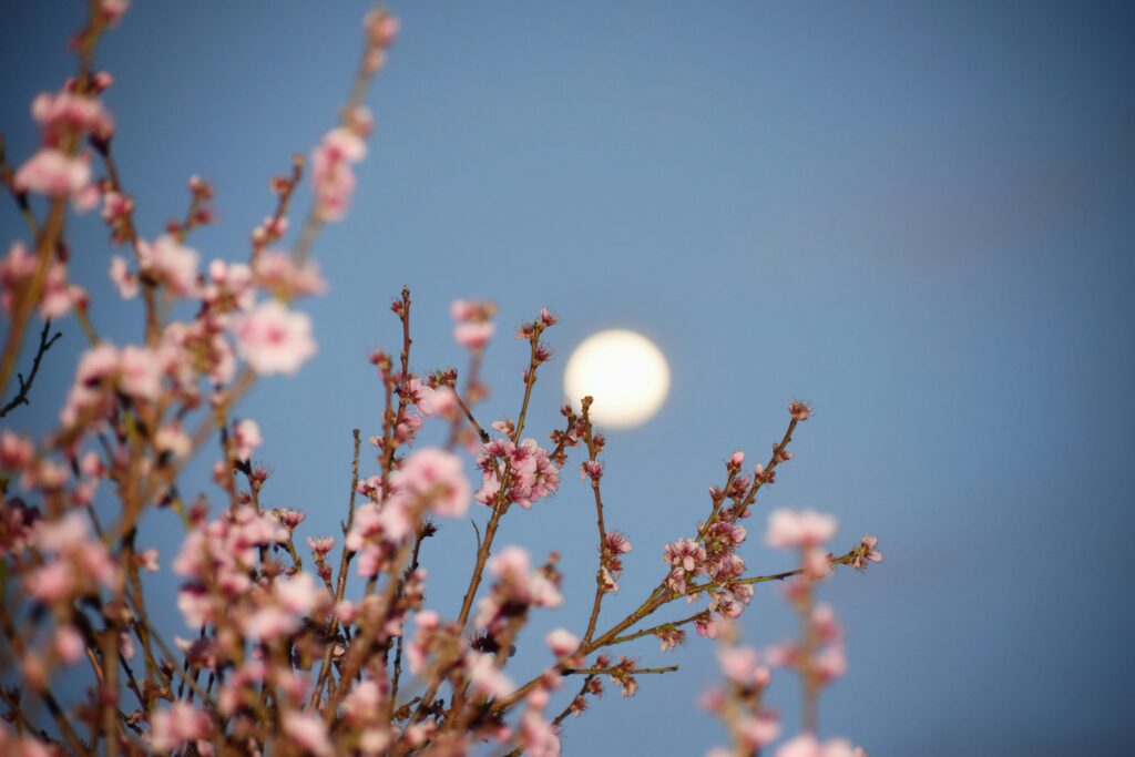 Úplněk ve Vahách – první po jarní rovnodennosti, takzvaný Rašící měsíc, Pink Moon, Beautiful cherry blossoms in focus with the moon and a blue sky in the background.
