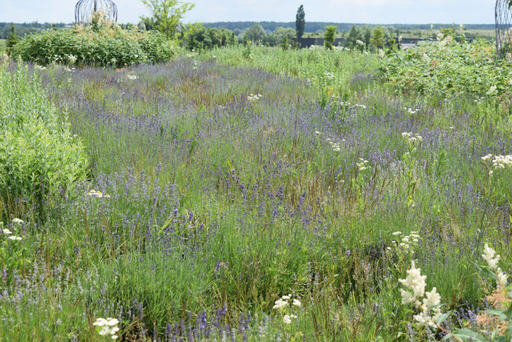 Bylinky, letom sběr bylin, léčivé bylinky, lavender field ,greenery and clear skies, showcasing summer's splendor. Herbs medow
