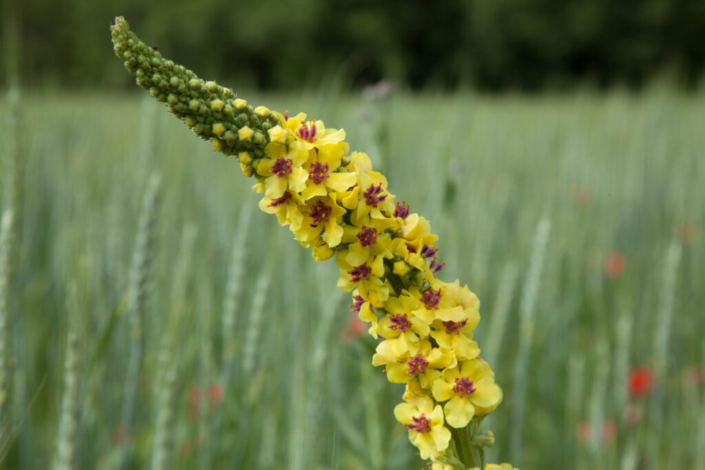 Divizna, bylinky, léto, sběr bylin, Close-up of a vibrant yellow Verbascum flower in Villard-de-Lans, France.