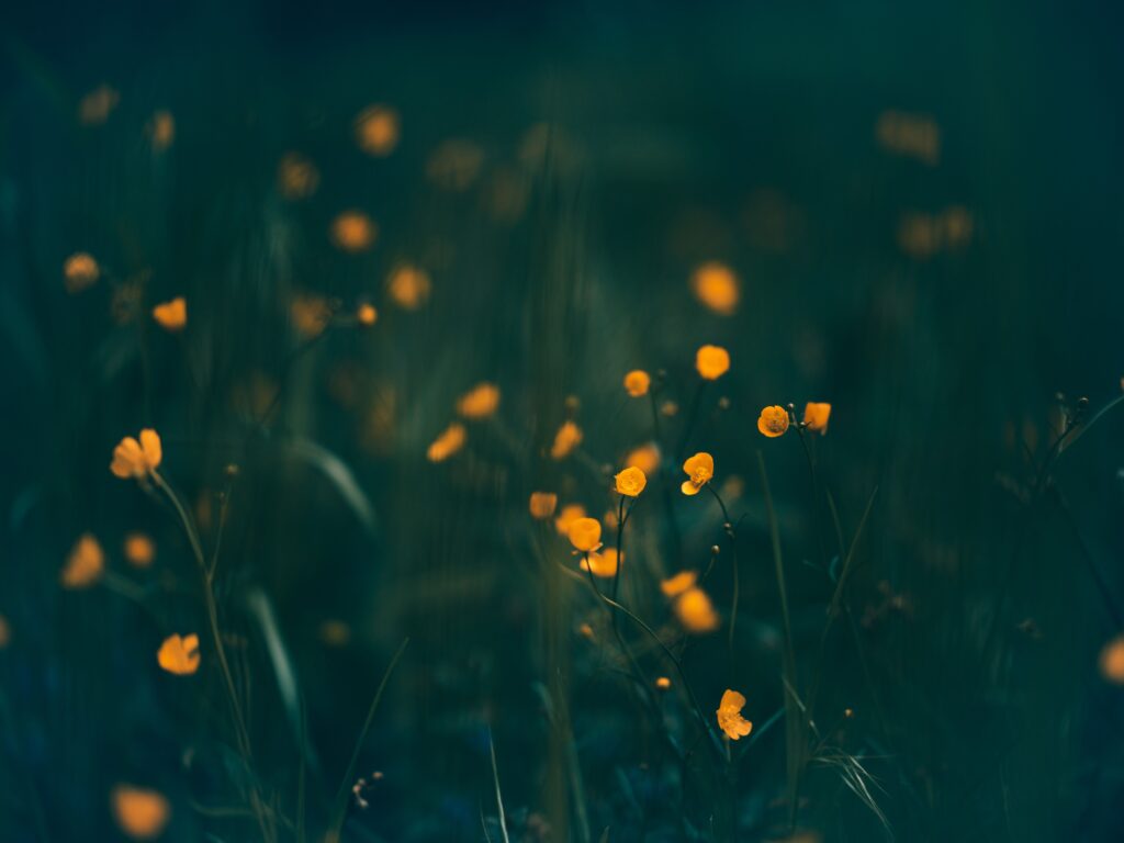 svatojánské noci bývají teplé. A živé. Možná zahlédnete i světlušku. A tranquil scene of yellow flowers with a dreamy, soft-focused background, evoking a sense of peace. fireflies