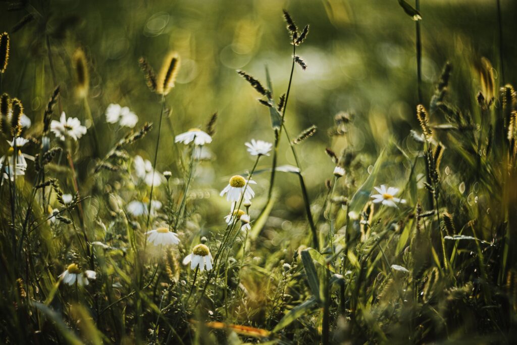 Podle tradice byste měly nasbírat takzvané „devatero kvítí“ Close-up of chamomile flowers swaying in a sunlit meadow, evoking tranquility.