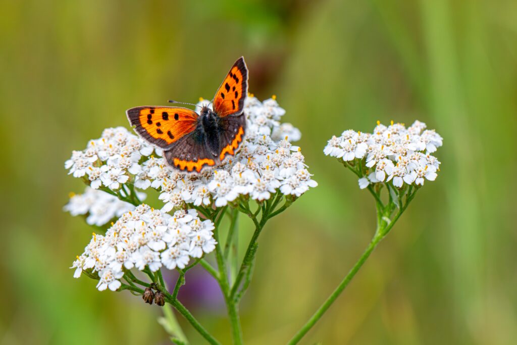 řebříček, léto, bylinky, sběr bylin, Close-up of a vibrant butterfly resting on white yarrow flowers in a summer meadow.