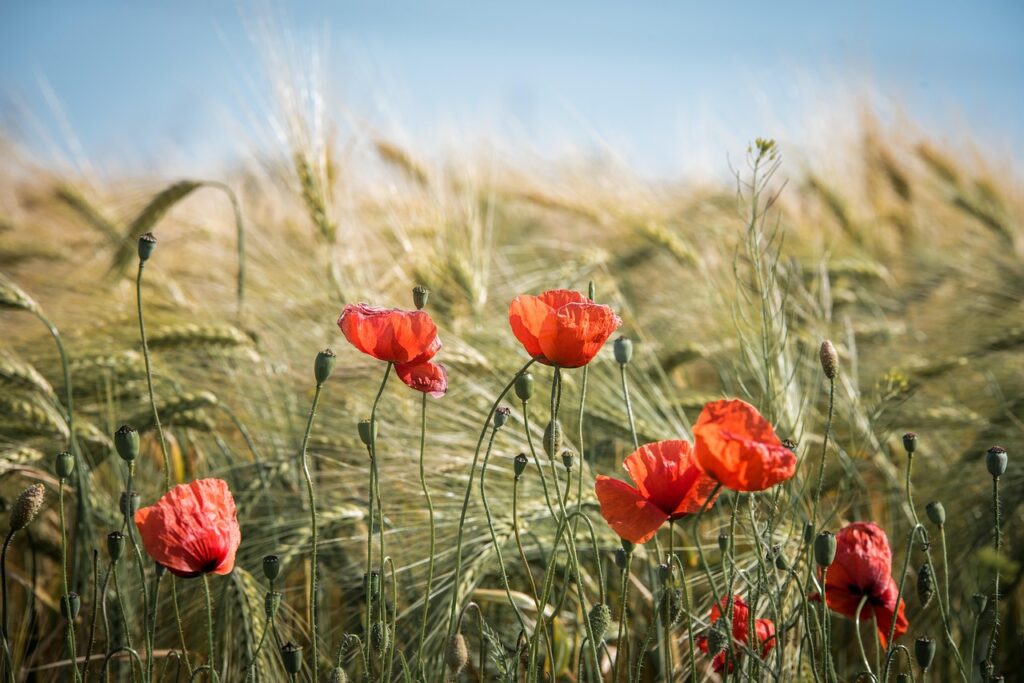 obilí , lammas, letní svátek, pohanské svátky, summer, field, nature, grain, landscape, fields, barley, poppies, poppy flowers, plant, cornfield, grain field, agriculture, harvest, food, golden yellow, cornfields, summer, summer, summer, summer, summer, poppies, agriculture, harvest, harvest