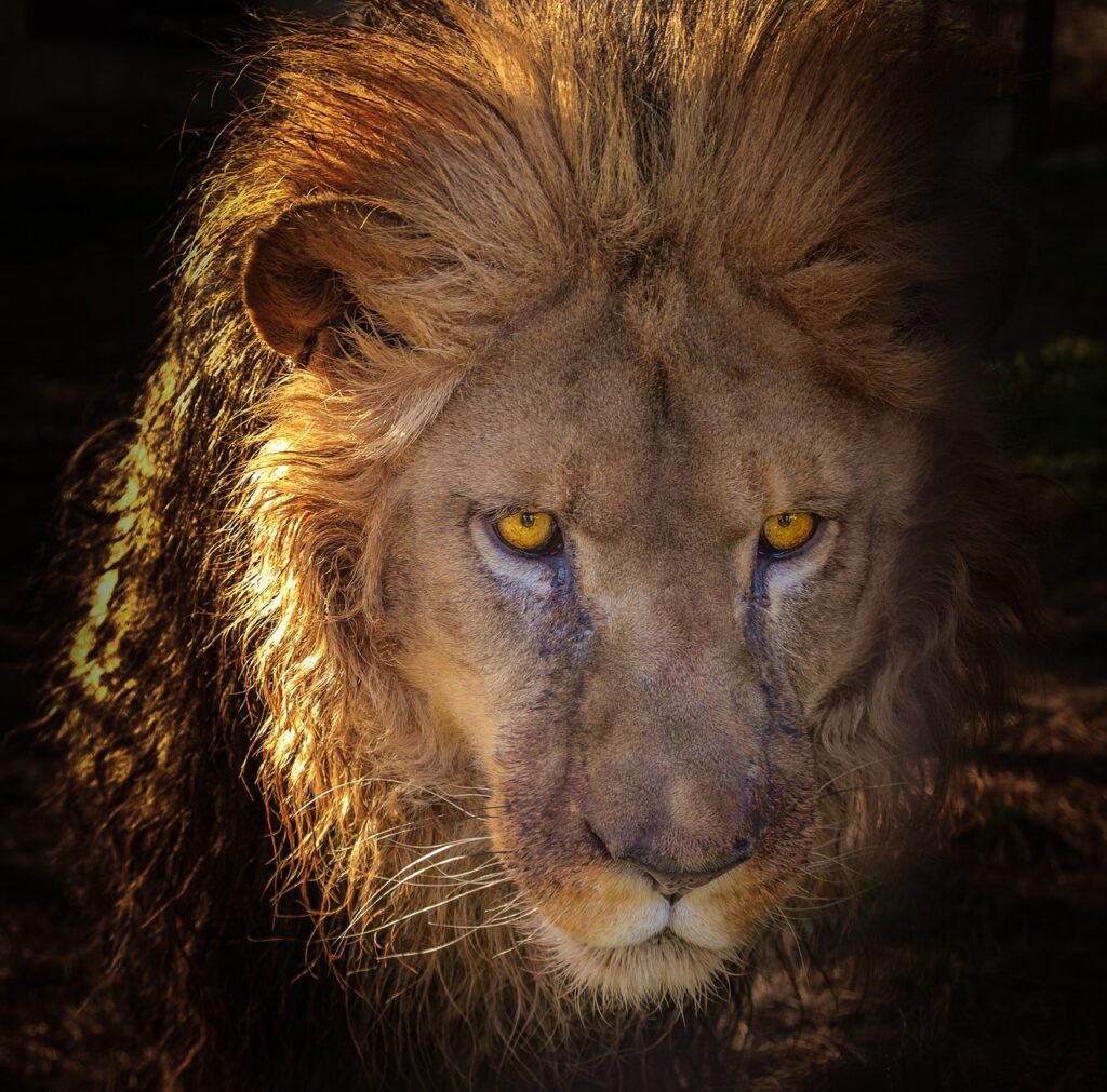 LEV , znameni lva, astrologie,lion, sarcophagus, savannah, nature, wild, africa, predator, leo