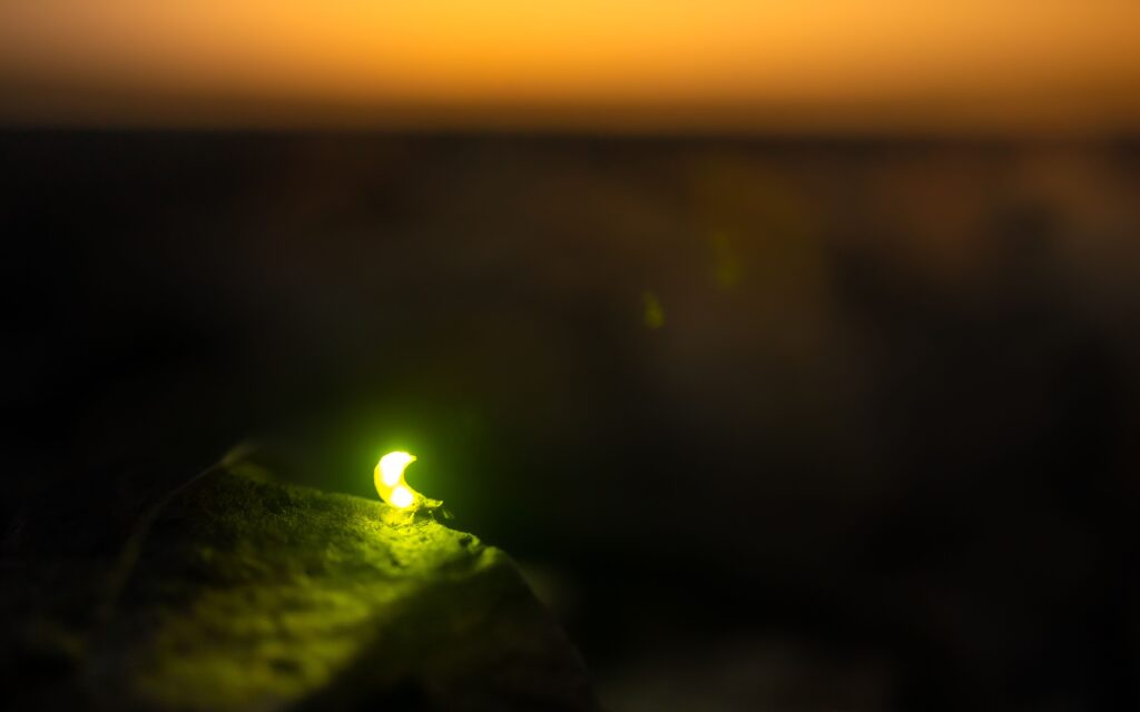 světlušky, A mesmerizing close-up of a glowing firefly against a vibrant sunset background.