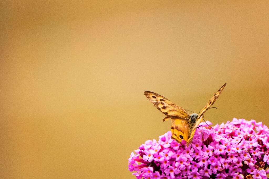 Motýly, včely, světlušky, Close-up of a butterfly on pink flowers showcasing nature's vivid colors