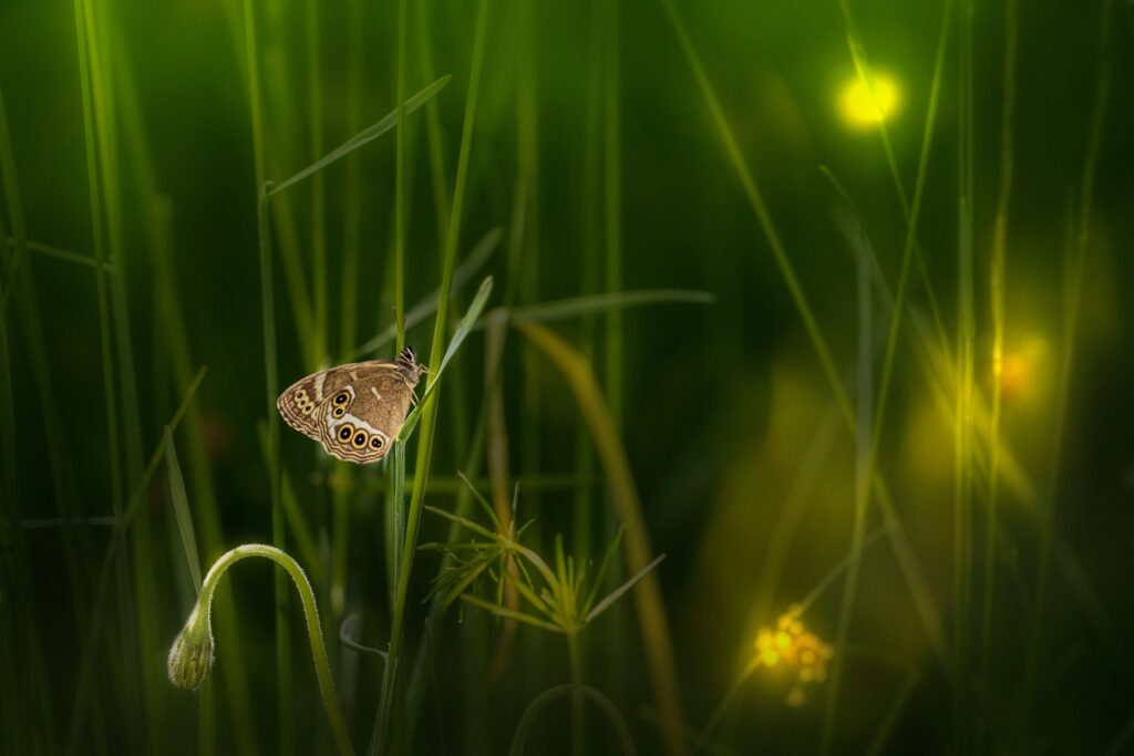 Motýly, včely, světlušky A captivating woodland brown butterfly perched delicately on fresh green grass in a lush setting.